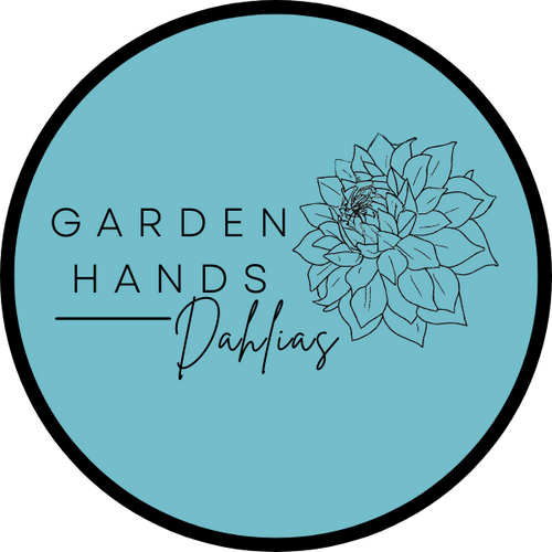 Garden Hands Dahlias